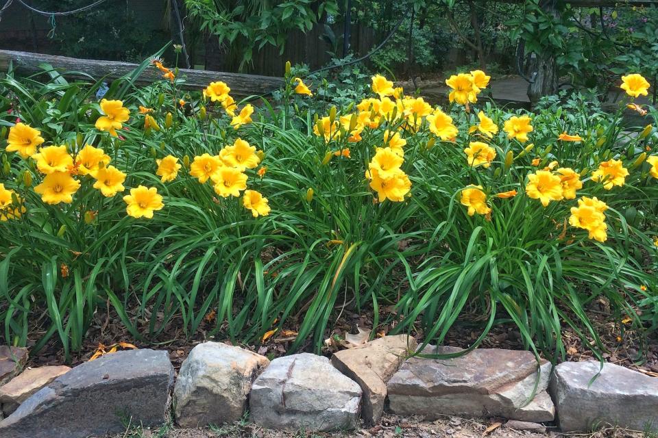 Daylily Garden Bed