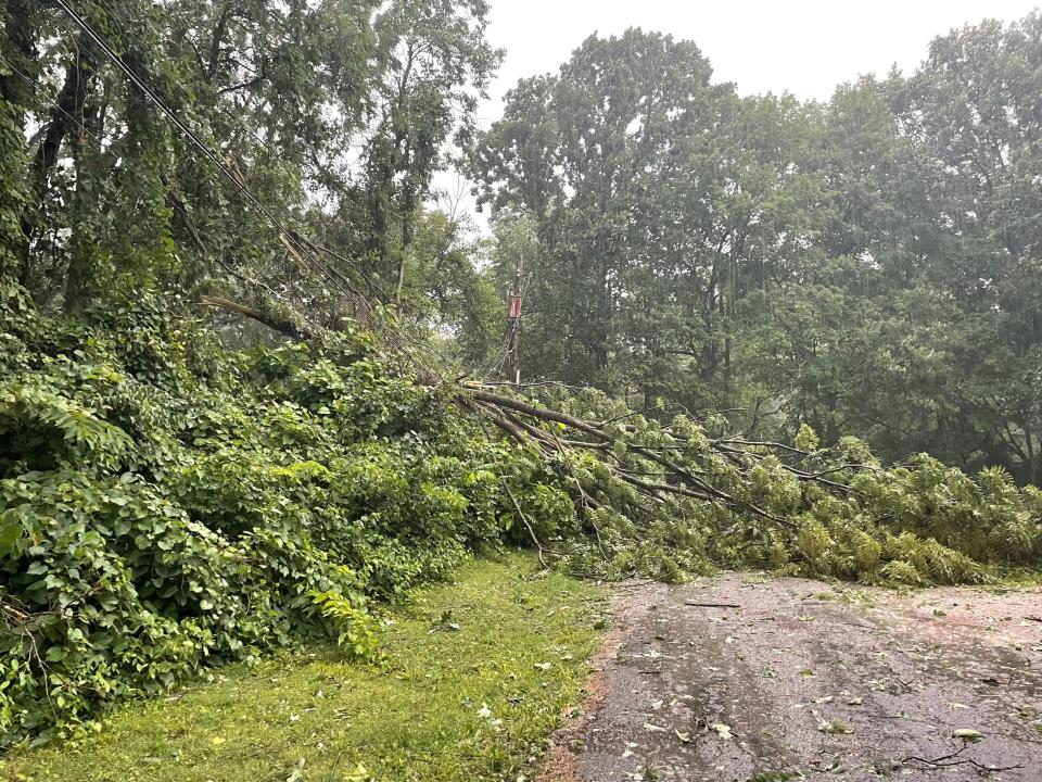 A downed tree on Singleton Street during a storm on June 29.
