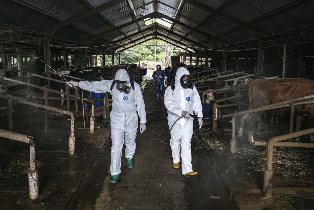 Spraying disinfectant on an Indonesian cattle farm infected with foot and mouth disease in July 22. Getty Images