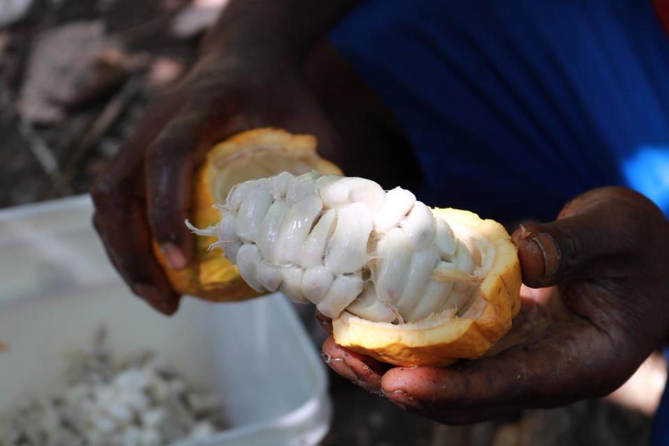 The white pulp that surrounds cocoa beans is a natural sweetener (Nestlé)