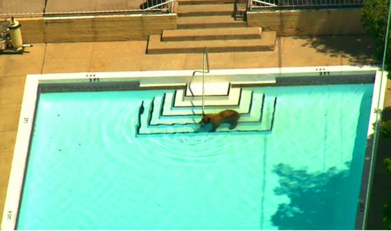 In this still frame from video provided by KABC-TV, a bear is seen cooling off in a backyard swimming pool in La Canada Flintridge in the foothills northeast of Los Angeles Wednesday, June 8, 2016. The bear was spotted wandering among homes Wednesday morning, and by early afternoon had climbed high into a tree in the area. (KABC-TV) 