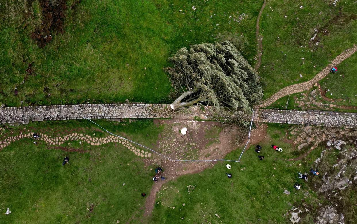 General view of the felled Sycamore Gap tree