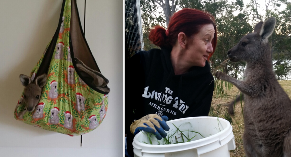 Left - Joey Clover in a tiny hanging Christmas pouch. Right - Rae Harvey holds a bucket and feeds joey Clover.