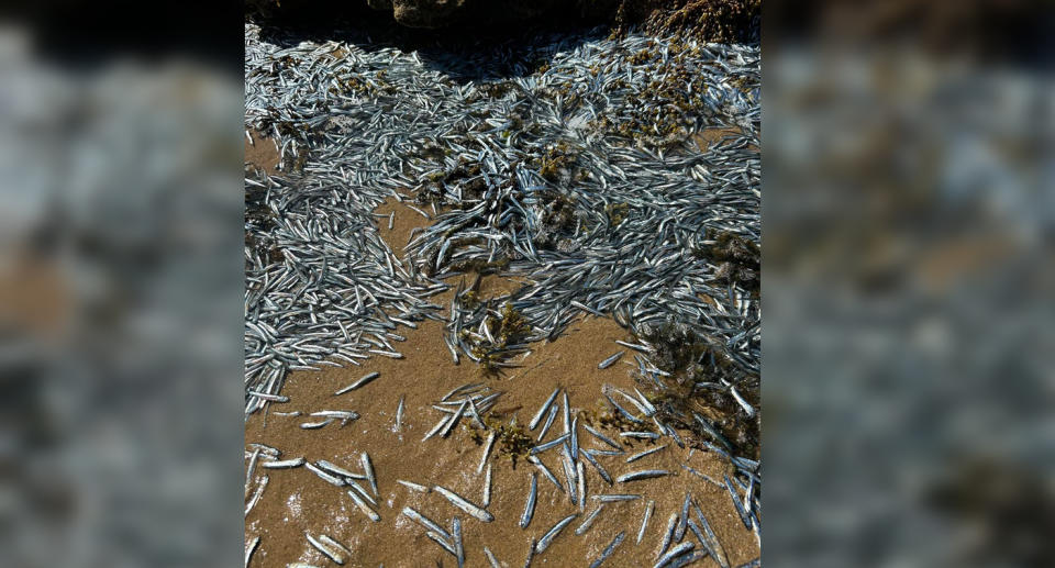 Piles of small silver bait fish washed up on beach in Victoria 