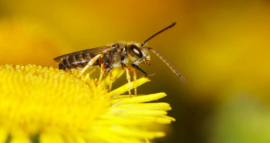 <em>Four sweat bees were found living in a woman’s eye in Taiwan (Getty/stock photo)</em>