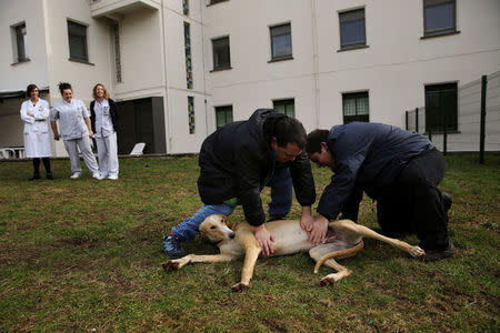 Andres Garcia (L), 29, and Inaki Gorriz, 24, pet Atila, a trained therapeutic greyhound used to treat patients with mental health issues and learning difficulties, as their nurses and therapists look on at Benito Menni health facility in Elizondo, northern Spain, February 13, 2017. REUTERS/Susana Vera