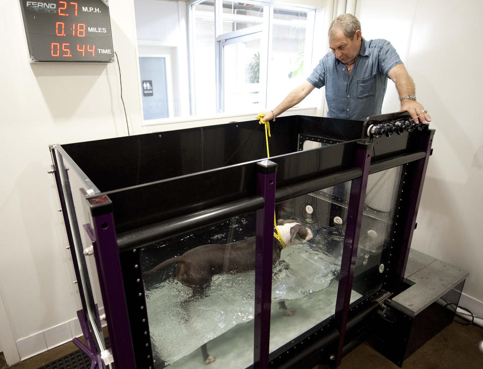 In this Aug. 8, 2012 photo, Andrew Rosenthal, owner of LA Dog Works watches Trixie, 3, a pit bull, using an aquatic treadmill meant for dogs in need of lower impact exercise, during a demonstration at LA Dog Works in Los Angeles. The aquatic treadmill is one of three different types at LA Dog Works. LA Dog Works, a 24-hour dog care center, which includes boarding, grooming, training, daycare, hydrotherapy, massage therapy and a retail store, also uses a $3,000 Jog A Dog and a $40,000 underwater treadmill from a company that is now Hudson Aquatic Systems. (AP Photo/Grant Hindsley)