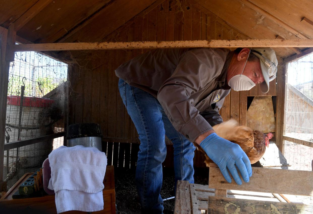 Cary Svoboda, mosquito control specialist, collects chickens for testing in October to see if West Nile virus is emerging. With California's Mosquito Awareness Week in April, vector control staff are focused on reducing infestations bred in standing water.