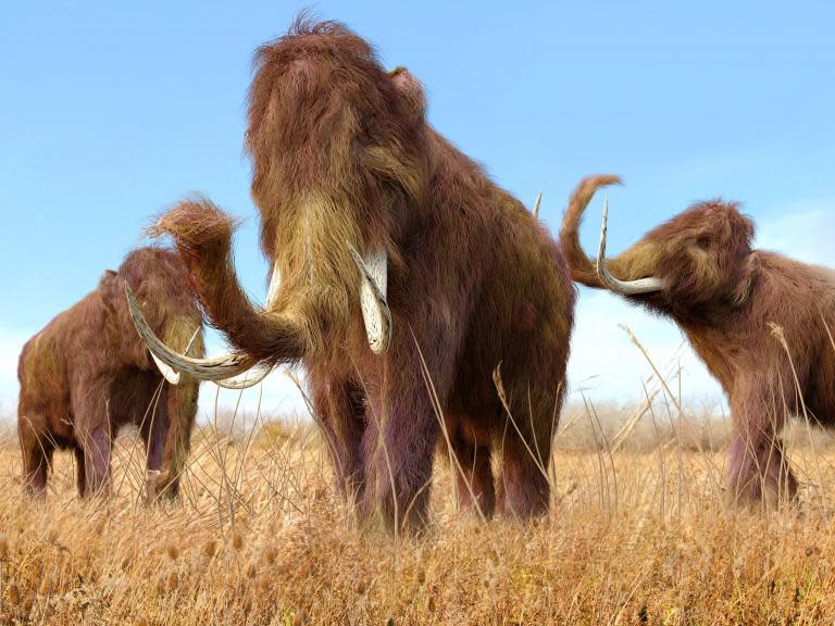 Woolly mammoths: Japanese scientists take ‘significant step’ towards bringing prehistoric giants back to life