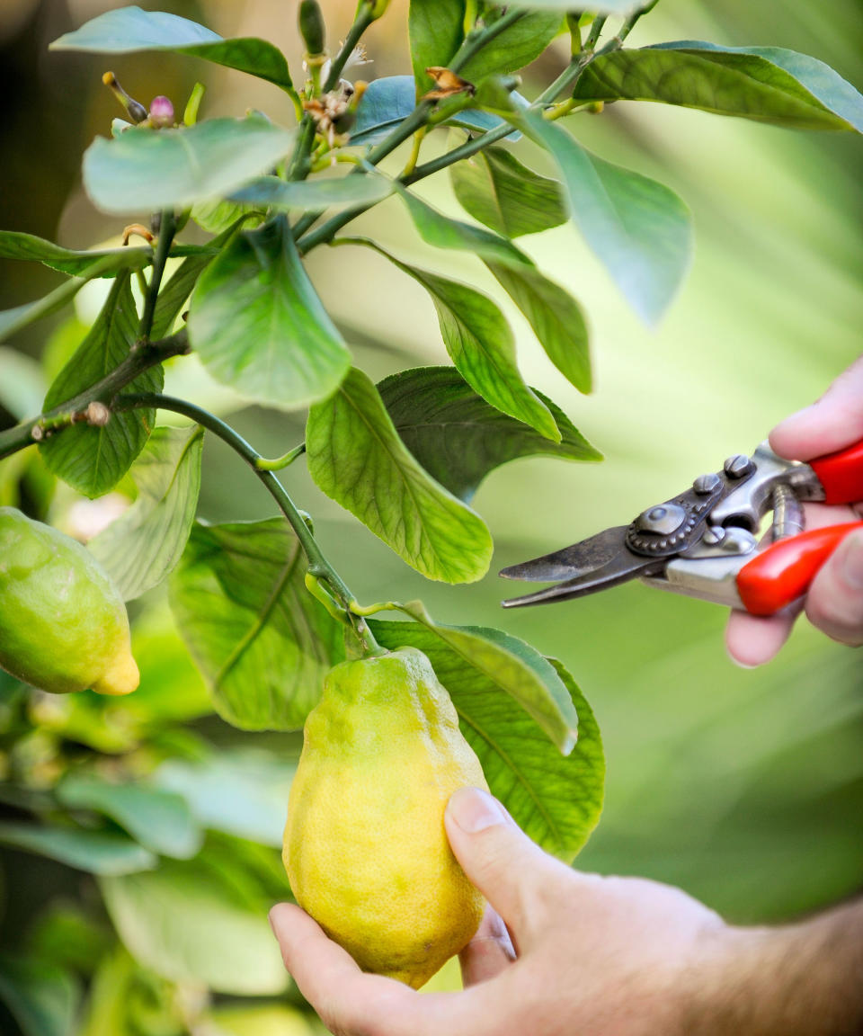 lemon tree being pruned with secateurs