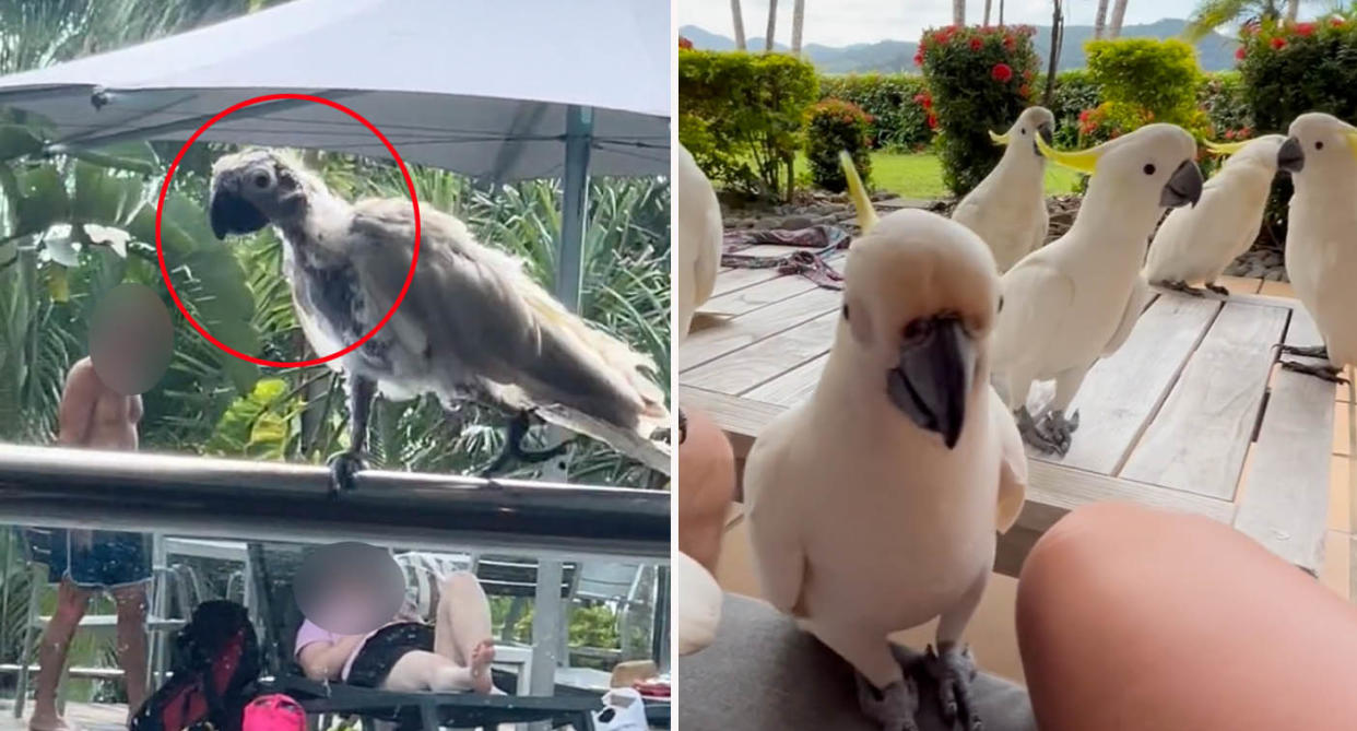 Left: Sick cockatoo in Hamilton island with psittacine beak and feather disease (PBFD). Right: Flock of cockatoos visit guests at Hamilton Island. island accomodation. 