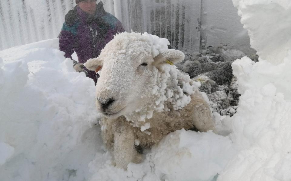 It took several minutes before she was brave enough to leave the igloo she had been stuck in. Two further sheep were huddled behind her and all three were taken to the sheds to recuperate. Amazingly they were unharmed - Triangle
