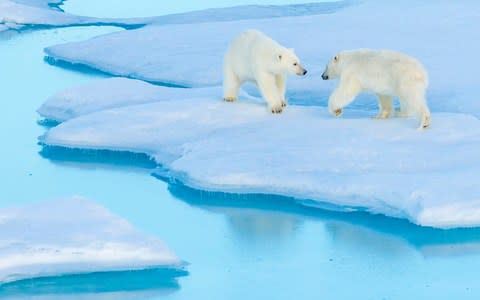 It is the second fatal polar bear attack in the region this summer - Credit: Ralph Lee Hopkins