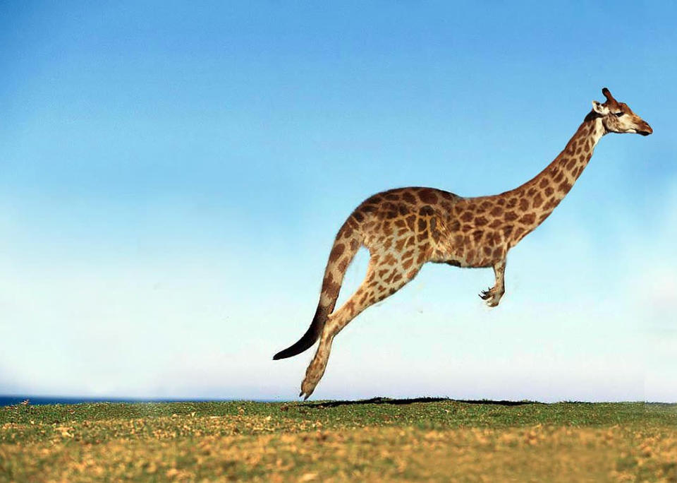 The Giraffaroo Jack. <a href="http://i.imgur.com/MCStfvF.jpg" rel="nofollow noopener" target="_blank" data-ylk="slk:Photo;elm:context_link;itc:0;sec:content-canvas" class="link ">Photo</a> created by <a href="http://www.reddit.com/user/SirCakes" rel="nofollow noopener" target="_blank" data-ylk="slk:SirCakes;elm:context_link;itc:0;sec:content-canvas" class="link ">SirCakes</a>.