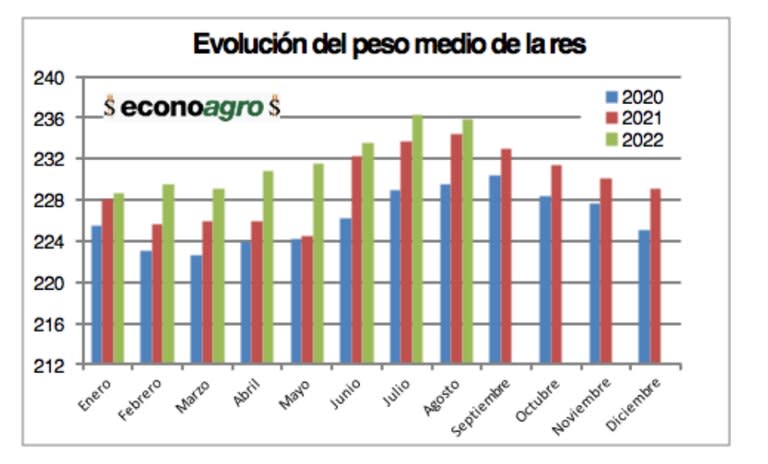 Comparando el promedio de los primeros ocho meses de los últimos tres años, todas las categorías que componen la faena han incrementado el peso de faena