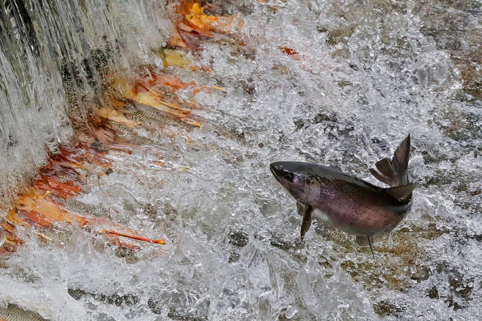 A salmon jumps through water flowing over a small dam Oct. 17, 2019, during spawning season at the Issaquah Fish Hatchery in Washington.