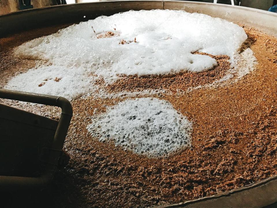 高原騎士酒廠浸泡大麥會打入空氣，讓它自然升溫到約十八到二十度C，大約要泡二天半。