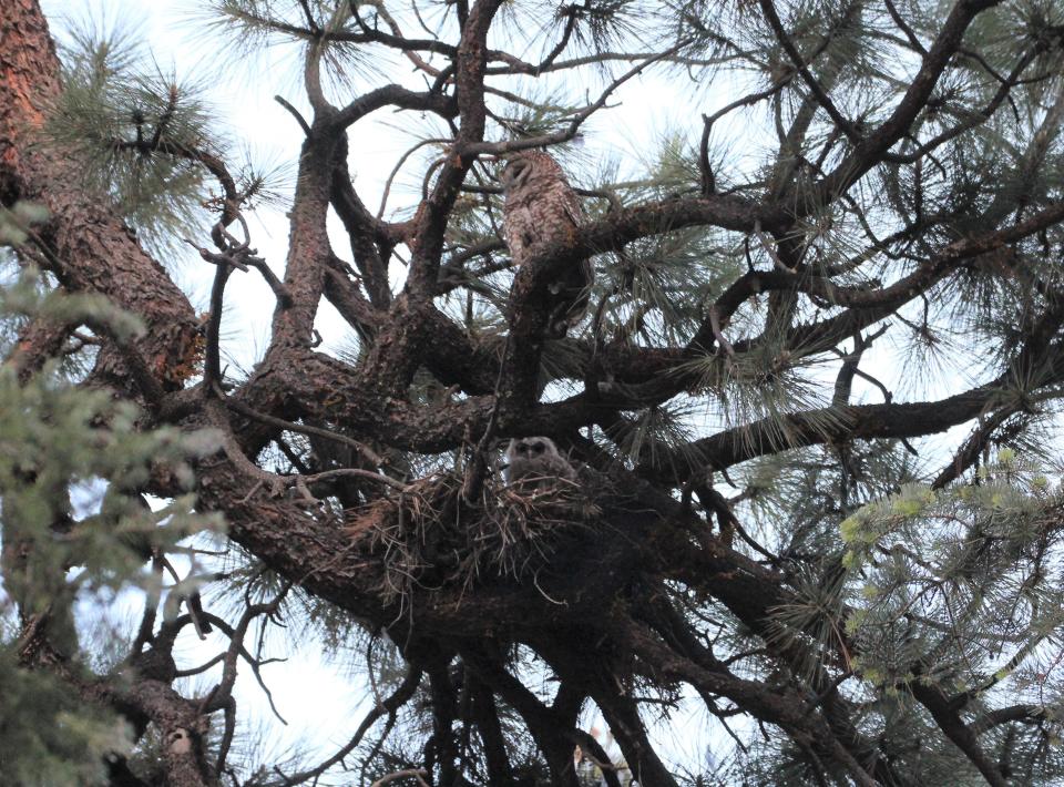 A female Mexican spotted owl roosts near her nest, where two owlets peer out.