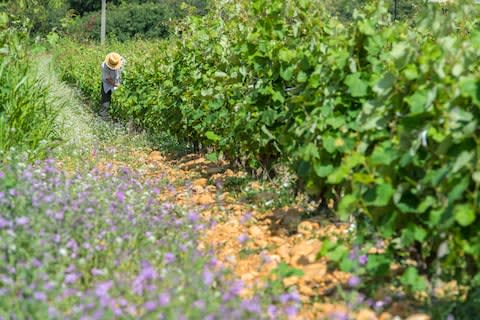 A Châteauneuf-du-Pape vineyard - Credit: getty