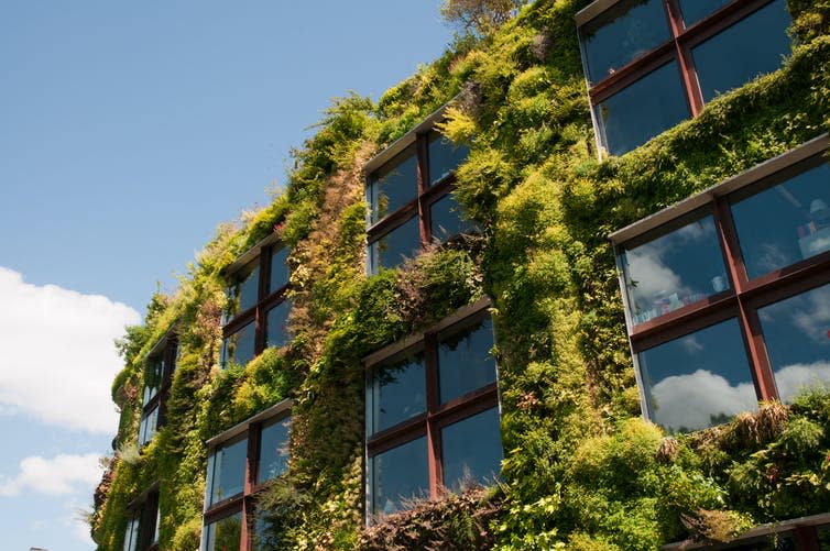 <span class="caption">A green wall can help cool buildings down.</span> <span class="attribution"><a class="link " href="https://www.shutterstock.com/image-photo/eco-office-107912147" rel="nofollow noopener" target="_blank" data-ylk="slk:Shutterstock;elm:context_link;itc:0;sec:content-canvas">Shutterstock</a></span>