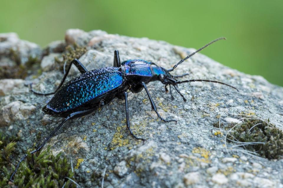 ground beetle