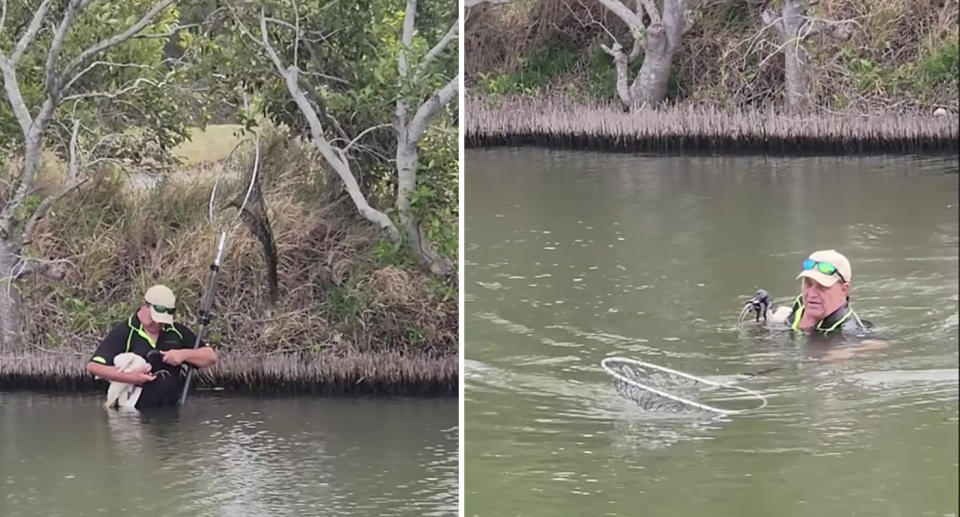 Mr Watson pictured left examining the injured ibis, and right, swimming it back to shore. Source: Supplied