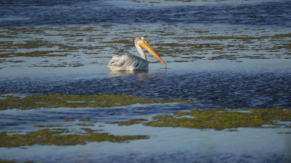 A Pelican floats on Farmington Bay near the Great Salt Lake Tuesday, June 29, 2021, in Farmington, Utah. The lake has been shrinking for years, and a drought gripping the American West could make this year the worst yet. The receding water is already affecting nesting pelicans that are among millions of birds dependent on the largest natural lake west of the Mississippi River. (AP Photo/Rick Bowmer)