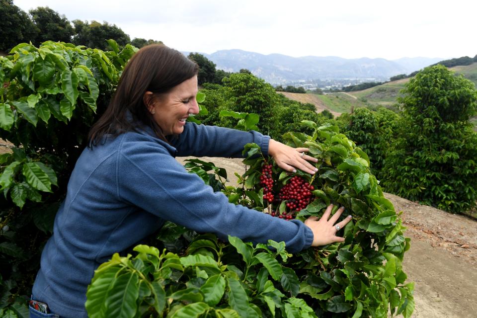 Lisa Tate, director of operations for California Coffee Collective, inspects the fruit of coffee trees at Rancho Filoso in Santa Paula Sept. 20.