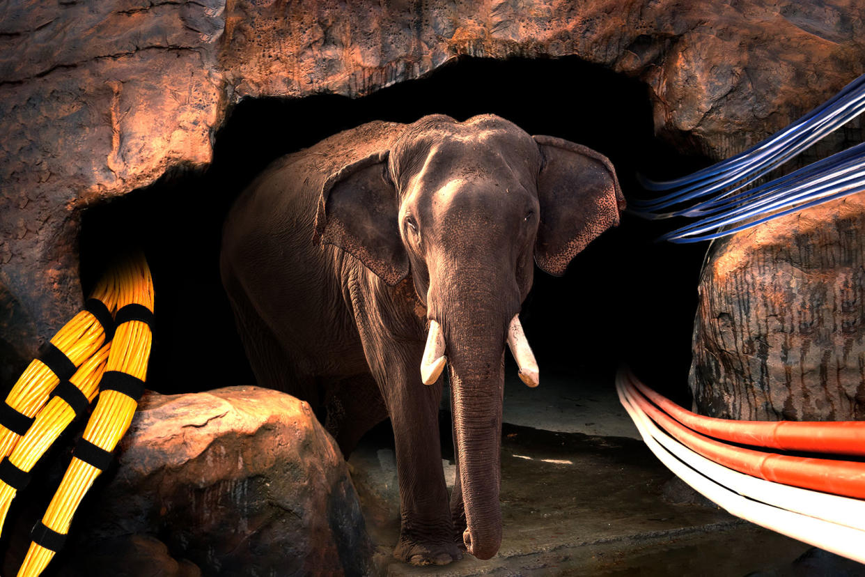 The Elephant in the cave Photo illustration by Salon/Getty Images