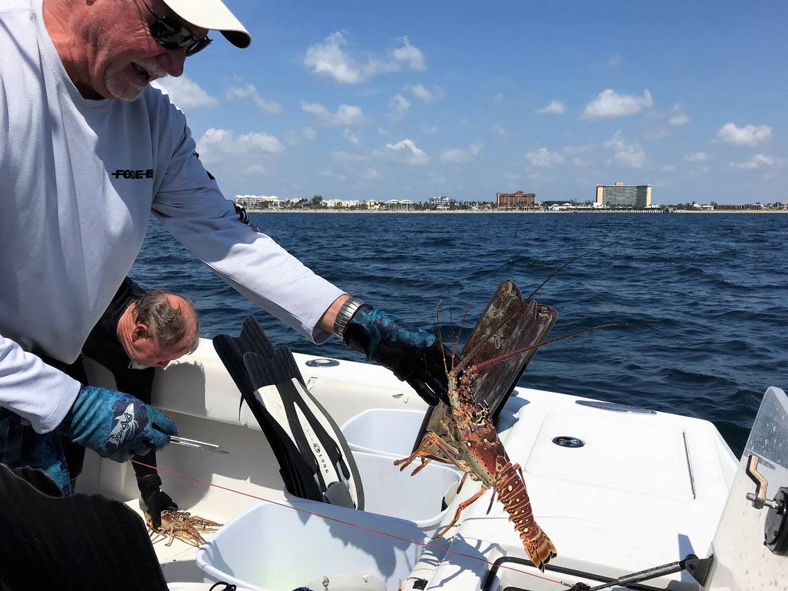 The annual lobster miniseason runs from 12:01 a.m. on July 27 through midnight July 28.