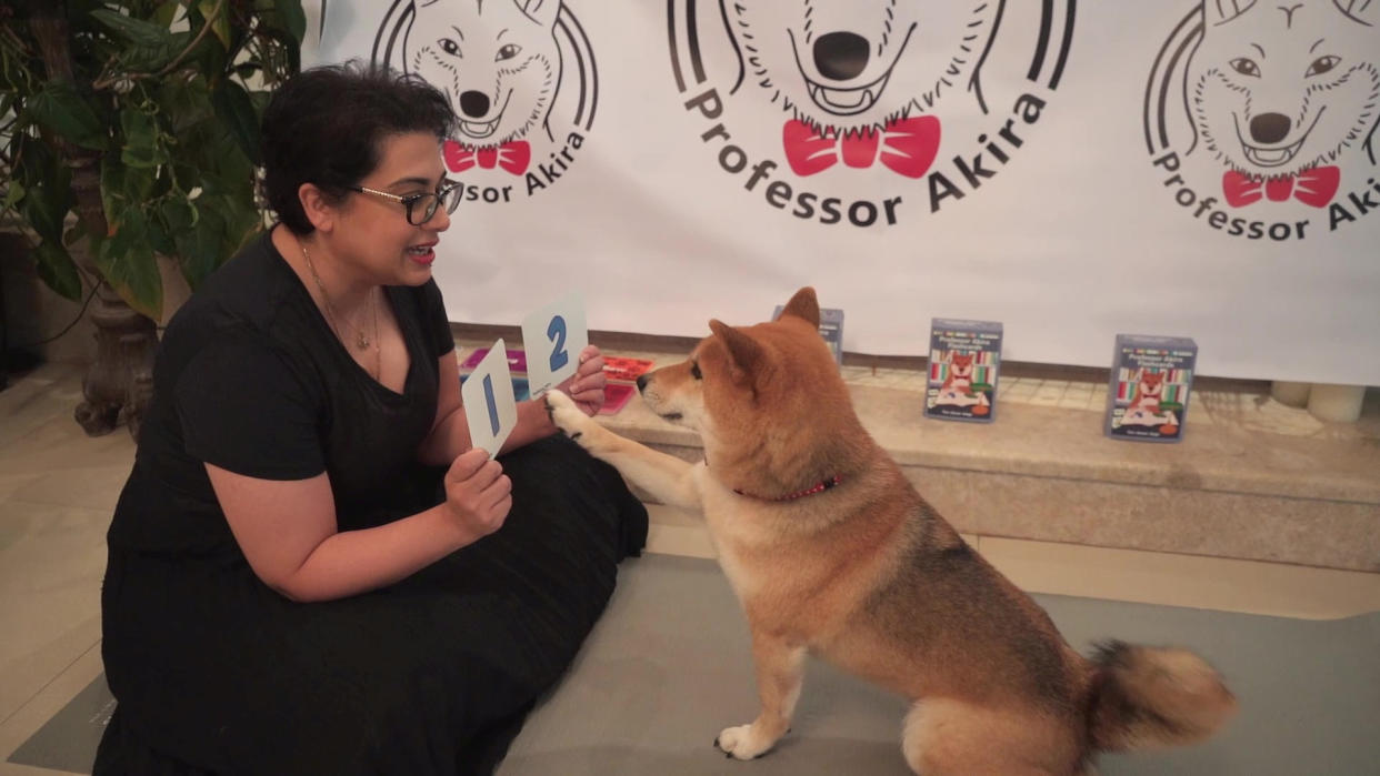 Meet the clever dog who can count to ten, answer questions and even do SUMS - in English AND Japanese