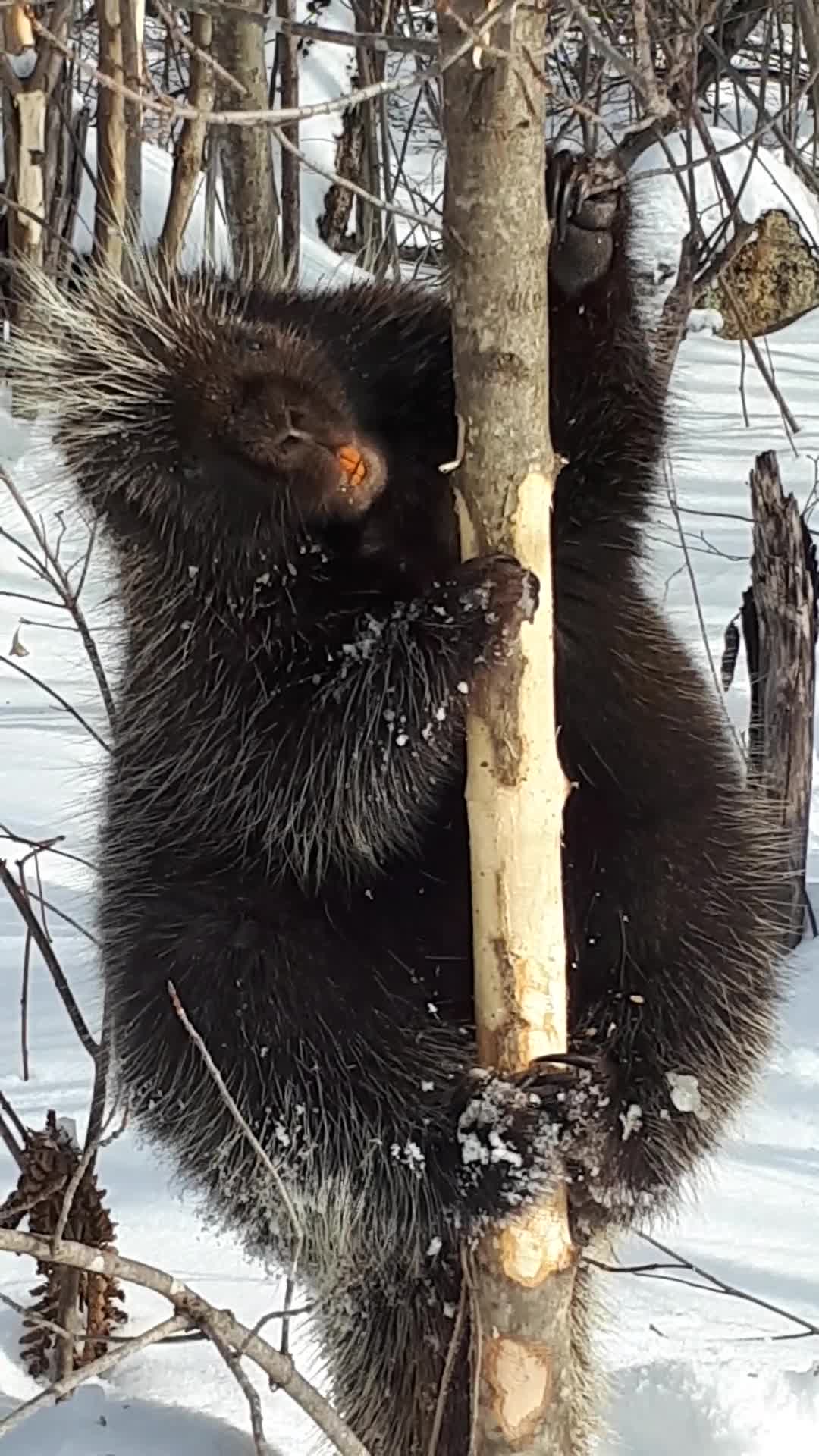 Porcupine is made out of Silicone. It's easy to flip inside out