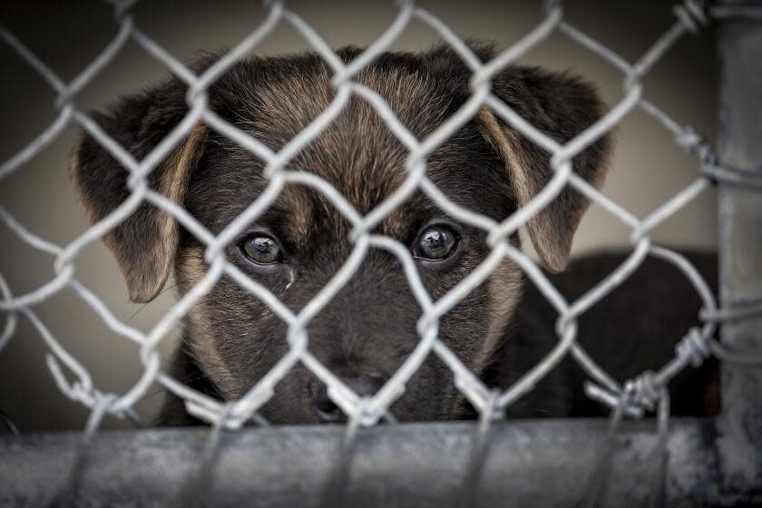 Lancaster, CA - September 27: A dog looks out of it's cage at the Lancaster Animal Care Center Wednesday, Sept. 27, 2023. The Lancaster Animal Care Center's dog euthanasia figures are up. Lancaster and Palmdale euthanize the most dogs and at the highest rate of any other county shelter or major municipal shelter in the county. Together, their euthanasia rate has nearly doubled in recent years - from almost 15% in 2018 to 28% through August of this year. Lancaster has already put more dogs down this year than all of last year. (Allen J. Schaben / Los Angeles Times)