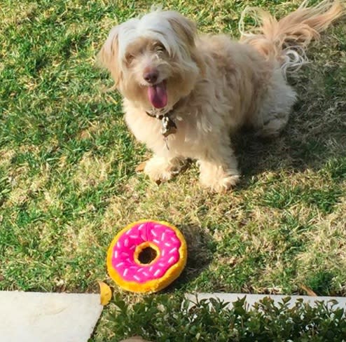 Lena Dunham got real about her difficult decision to rehome her dog Lamby