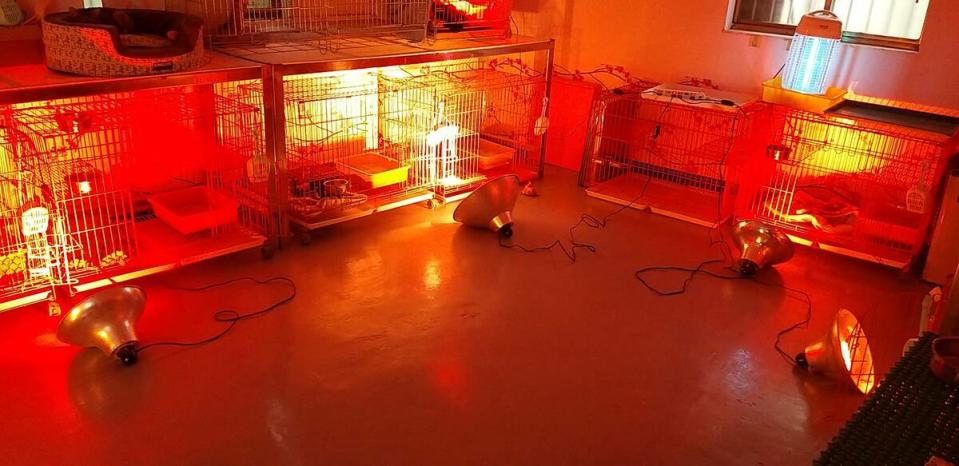 動物之家啟動防寒機制，貓舍開啓紅外線保溫燈。   圖：新北市動保處/提供
