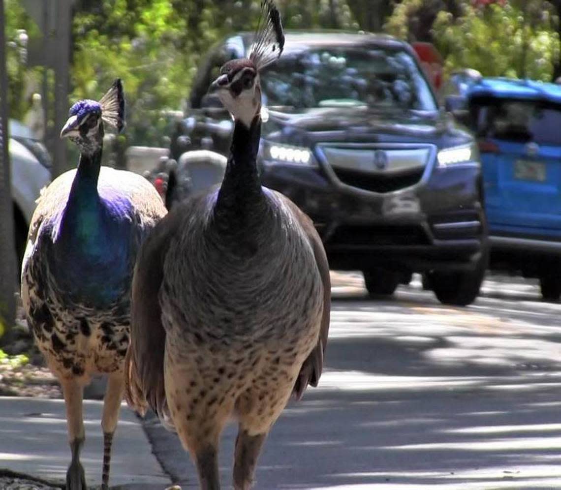 Miami’s peacock population is growing, and many neighbors are annoyed by the loud squawking noise, the poop, the destruction of their plants and the scratching of their cars.