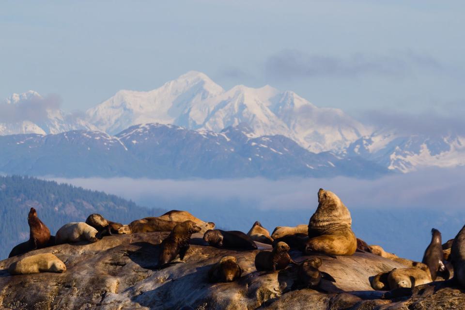 Steller Sea Lions are seen at Glacier Bay National Park and Preserve in Alaska. Though the number of sea lions is growing in Glacier Bay, the population in Western Alaska has decreased by 80 percent since the late 1970s, according to NPS.