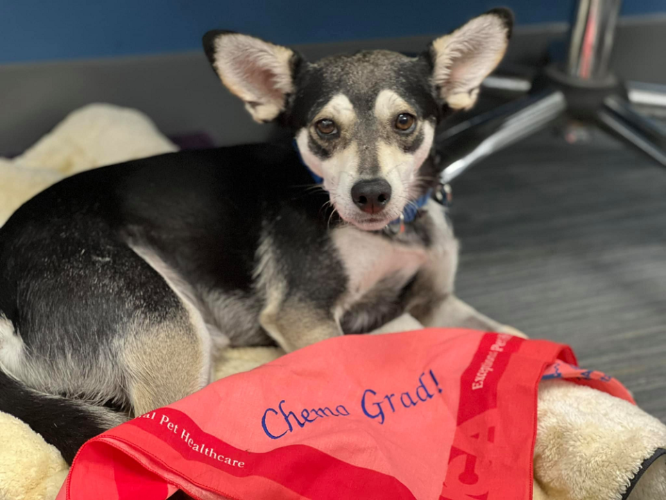 Eric the three-year-old chihuahua has beaten cancer and also found his forever home after being abandoned on the streets. &#x002014; Picture via Facebook/ San Diego Humane Society