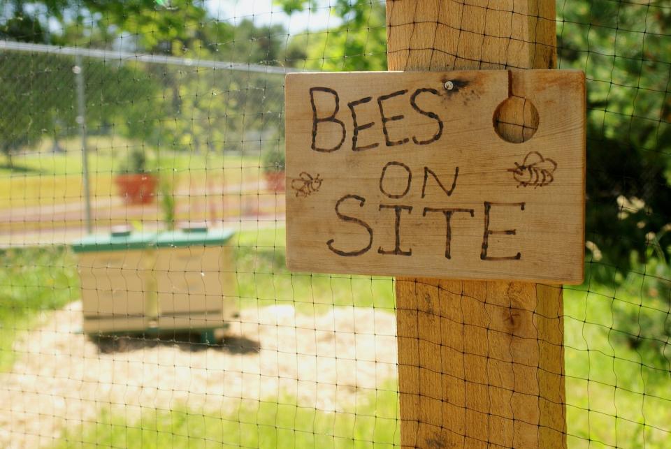 There are dozens of apps where the public can record their bee sightings. (Photo: Mark Cacovic via Getty Images)