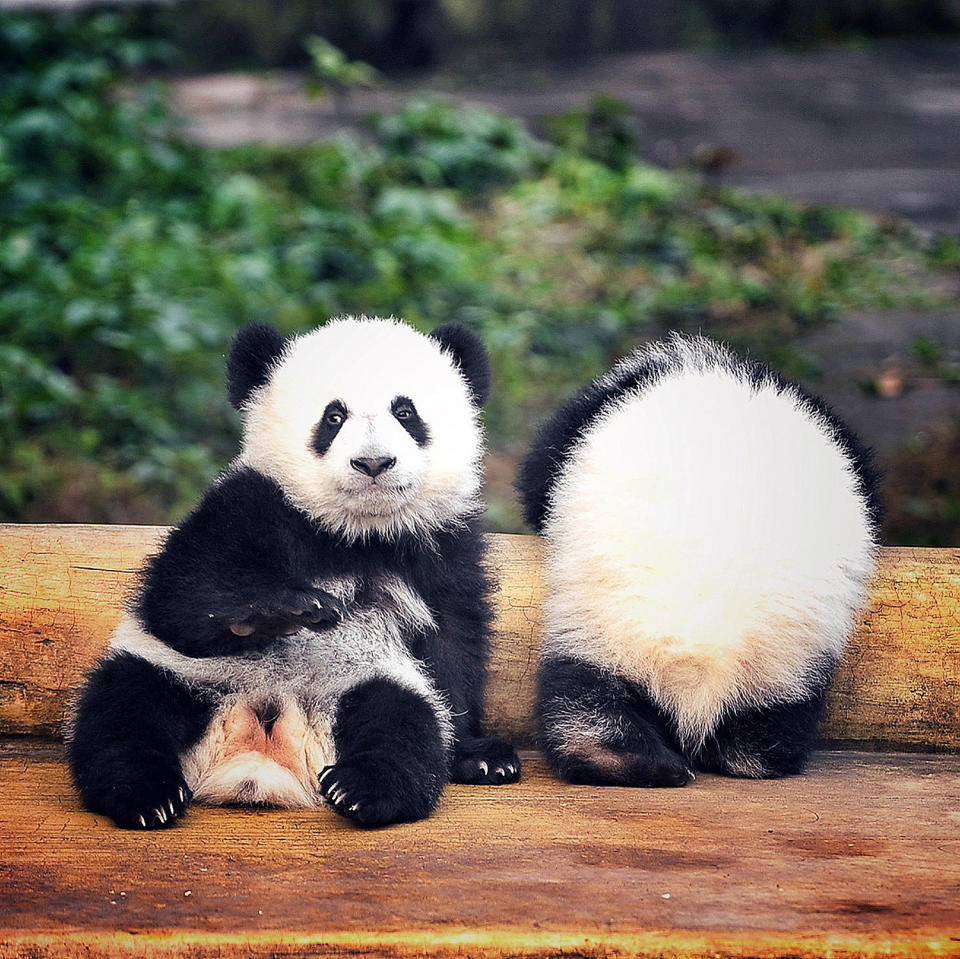 Giant Panda twins