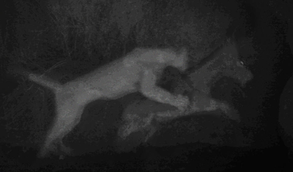 Una cámara de rastreo instalada en el valle de la Muerte captó a un puma atacando a un burro en 2020. (Michael Lundgren vía The New York Times).