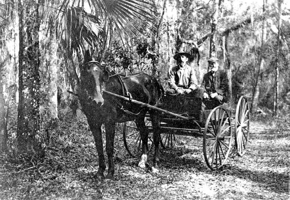 A horse-drawn wagon on the road through Stark Hammock from Blue Springs to Beresford.