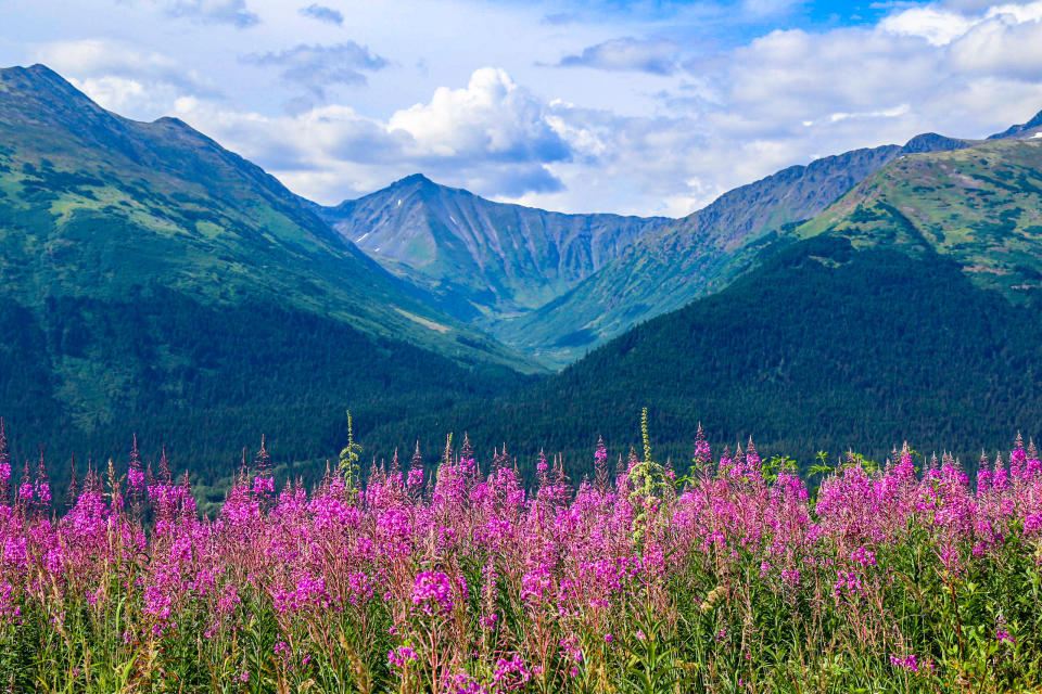 Flowers in Chugach State Park in Anchorage.