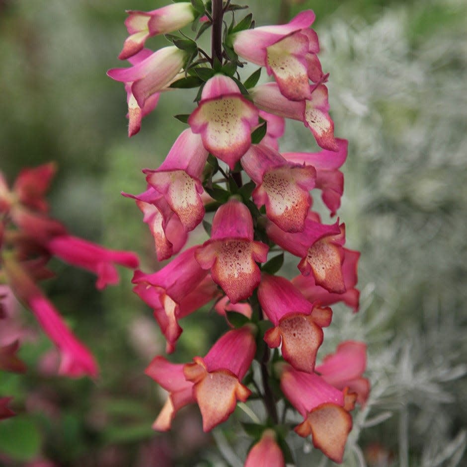 Plant of the year winner 2012 - Digitalis valinii 'Illumination Pink'