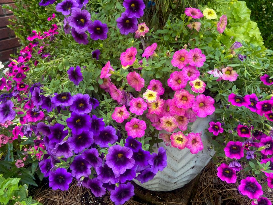 This white self-watering AquaPot sports Superbells Grape Punch, Superbells Black Currant Punch and Superbells Prism Pink Lemonade in the middle for an incredible trifecta of blooms.