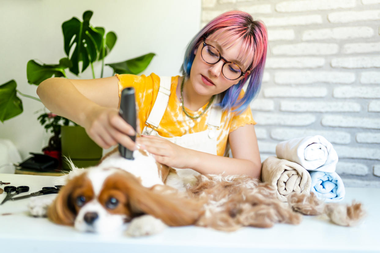 Get your pup looking their best without an expensive groomer thanks to these easy-to-use grooming kits. (Source: iStock)