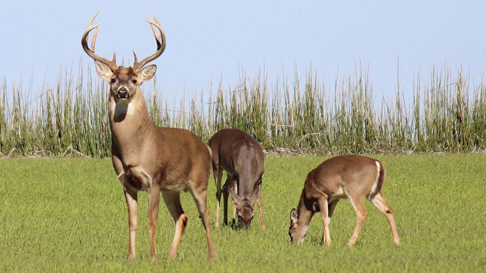 Among the nation's states, Kansas drivers are 20th most likely to hit a deer or other large animal, says a survey by State Farm, an insurance company.
