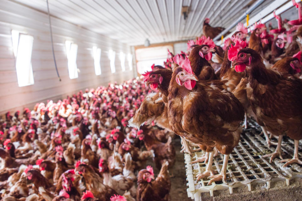 Poultry farms are potential breeding grounds for disease, Dr Greger warns. Source: Getty, file. 