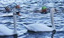 Swans swim past while swimmers race the Serpentine river on Christmas Day in Hyde Park, central London December 25, 2013. For over 100 years swimmers, have taken part in the Christmas Day "Peter Pan" swim in the Serpentine. REUTERS/Suzanne Plunkett (BRITAIN - Tags: SOCIETY SPORT SWIMMING ANIMALS)