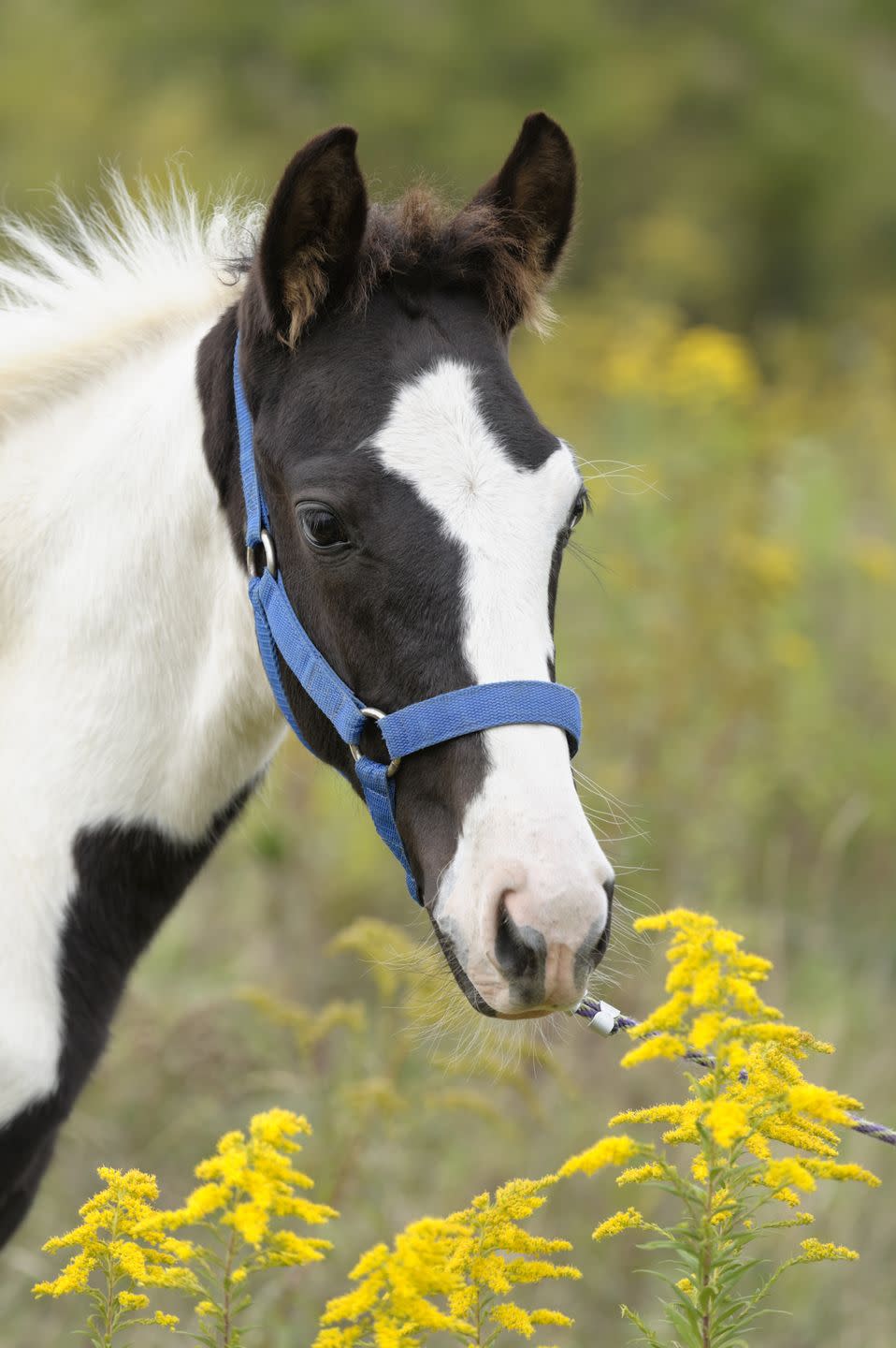 tennessee walker